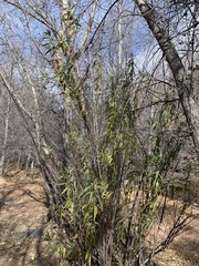 Baccharis salicifolia