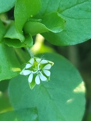 Stellaria
