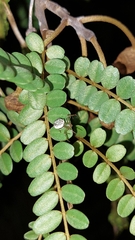 Diaea ambara