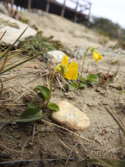 Viola maculata