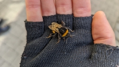 Bombus