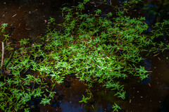 Callitriche palustris