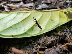 Thrinaconyx