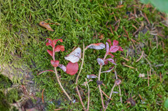 Exobasidium splendidum