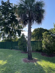 Sabal palmetto