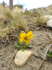 Viola maculata