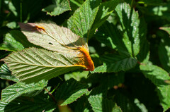 Triphragmium ulmariae