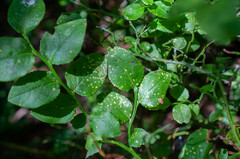 Naohidemyces vacciniorum