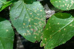 Naohidemyces vacciniorum