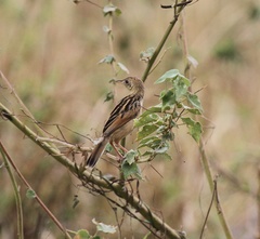 Cisticola