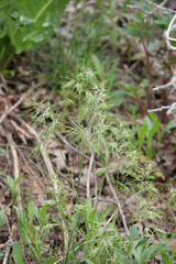 Poa bulbosa vivipara