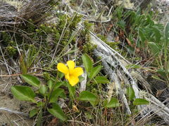 Viola maculata