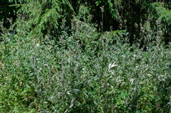 Podosphaera filipendulae