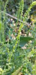 Apis mellifera