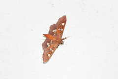 Phostria temira