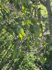 Dalbergia ecastaphyllum