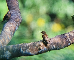 Yungipicus maculatus