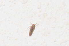 Plectoderini
