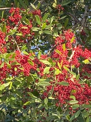 Ilex