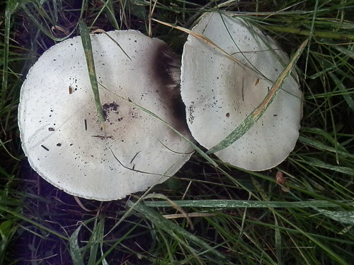 Agaricus didymus image