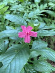 Ruellia