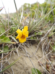 Viola maculata