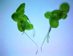Lemna aequinoctialis