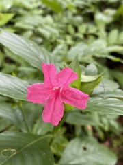 Ruellia