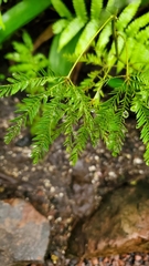 Mimosa sensitiva