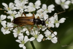 Alosterna tabacicolor