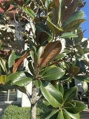 Capparis cynophallophora