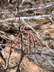 Alnus oblongifolia