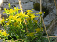 Jacobaea