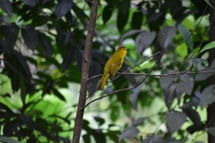 Iole indica