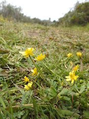 Ranunculus peduncularis