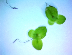 Lemna aequinoctialis