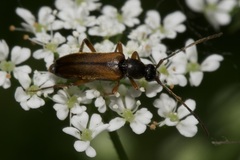 Alosterna tabacicolor