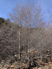 Alnus oblongifolia