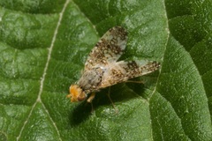 Oxyna parietina