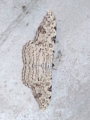 Thysania agrippina