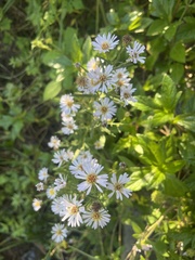 Symphyotrichum simmondsii