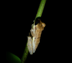 Osteocephalus yasuni