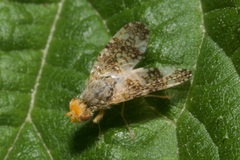 Oxyna parietina