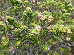 Baccharis patagonica