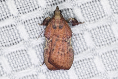 Galasa nigripunctalis