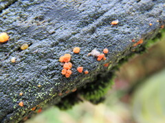 Dacrymyces stillatus