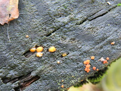 Dacrymyces stillatus