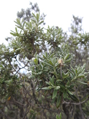 Chiliotrichum diffusum