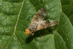 Oxyna parietina
