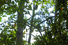 Pycnonotus goiavier
